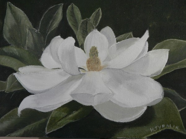 magnolia