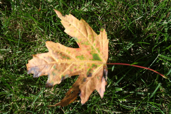 Autumn leave 1