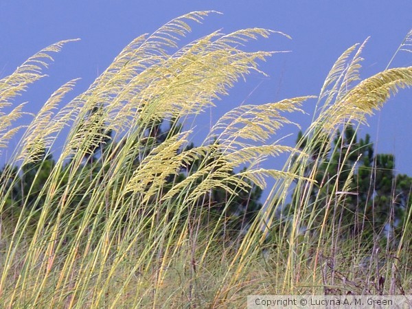 Sea Oats Dancing to Wind Music