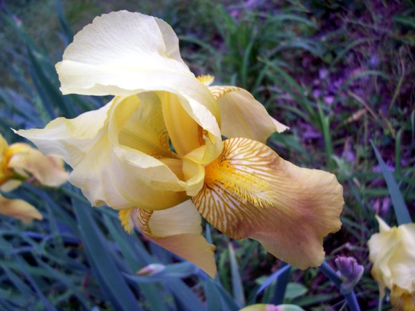 Iris in Yellow. Photo.