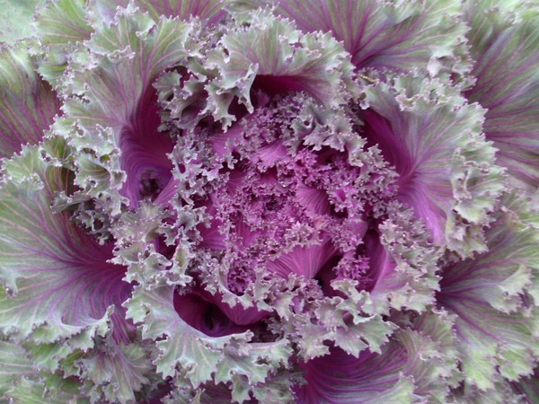 Lacey Purple Cabbage