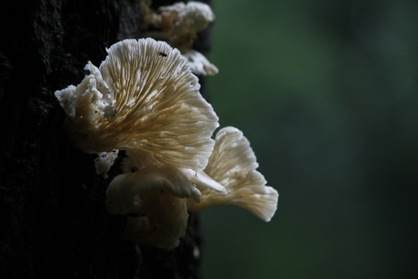 ANOTHER FUNGUS