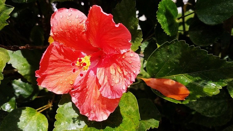 A beautiful picture of a hibiscus while the raindrops were still there 