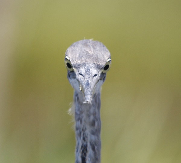 The Look of The Great Blue!