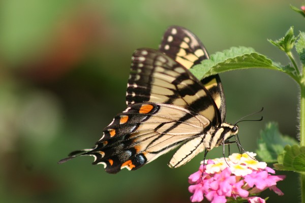 Eastern Tiger Swallowtail 5