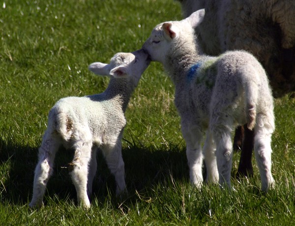 Kissing Lambs