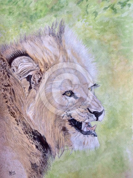 Just another of Kate's lions.