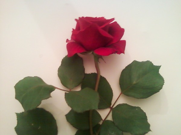 A Rose.