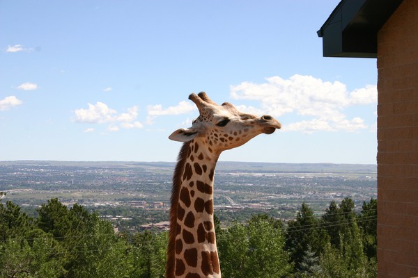 Giraffe head over Colorado Springs skyline