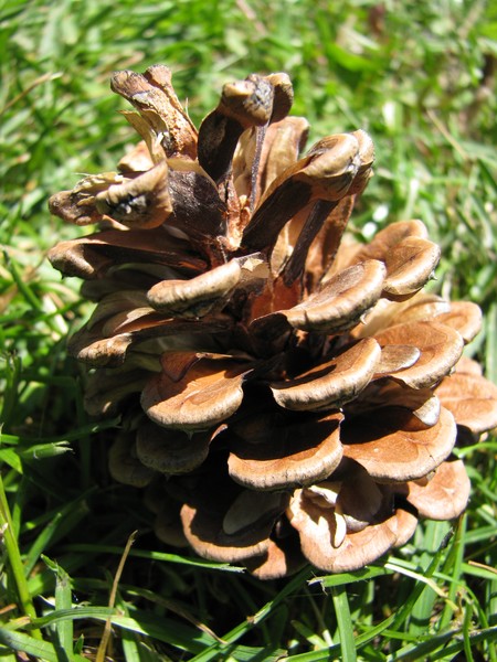 Pine Cone 