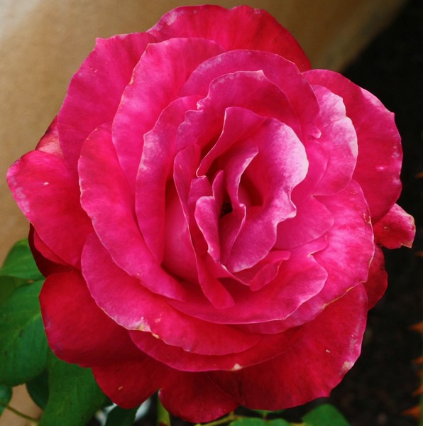 Rose 7