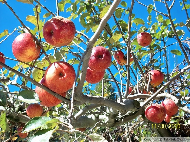 A productive apple tree, Taiwan 10-30-2010
