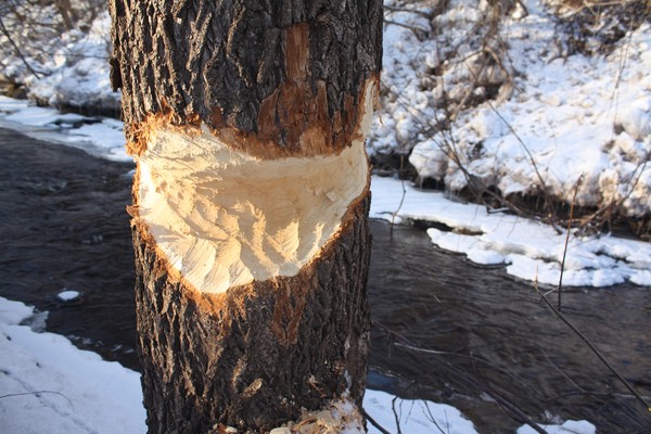 Beaver eaten tree