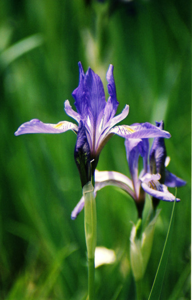 Mountain Iris 2