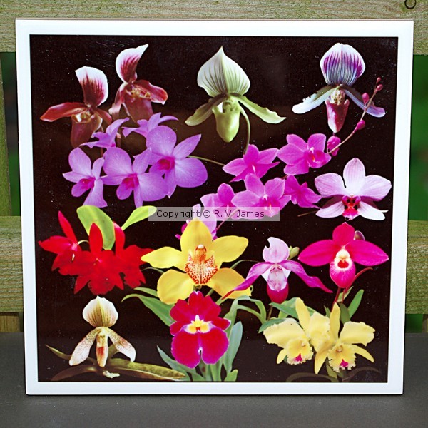 Orchids galore 6-inch ceramic tile