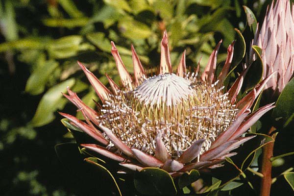 Giant Protea 