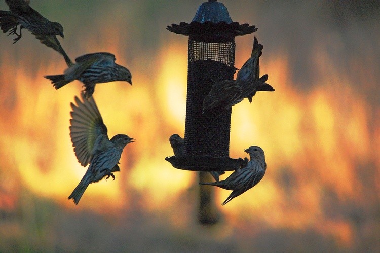 Birds Buffet