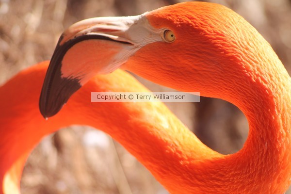 Flamingo neck