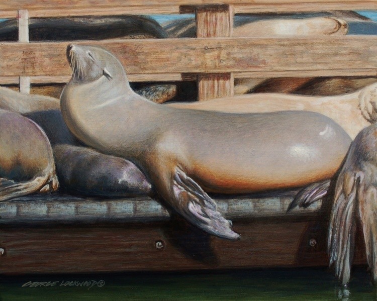 Basking Sea Lions 