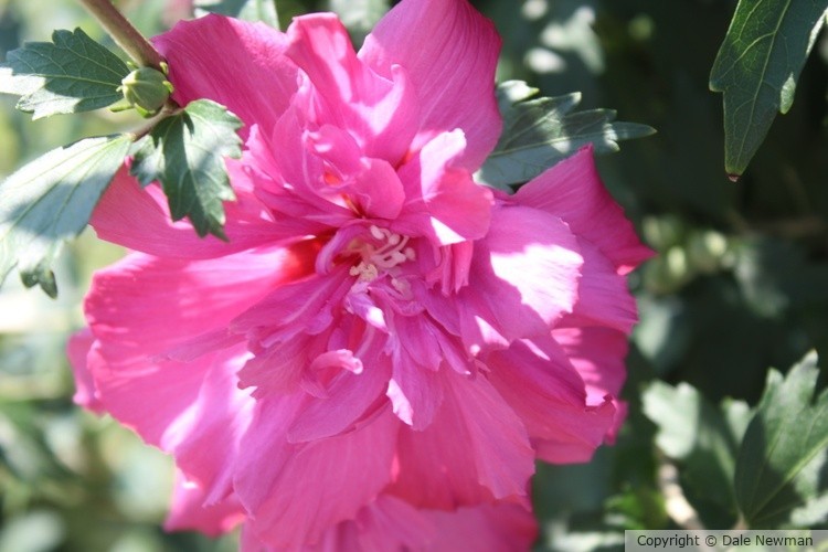 Pink Blossom