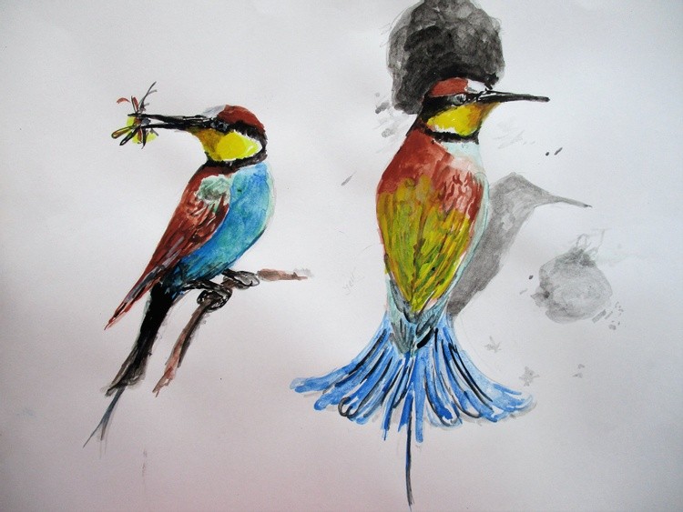 European bee-eater (Merops apiaster)