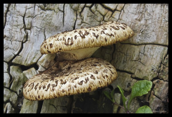 Toadstool