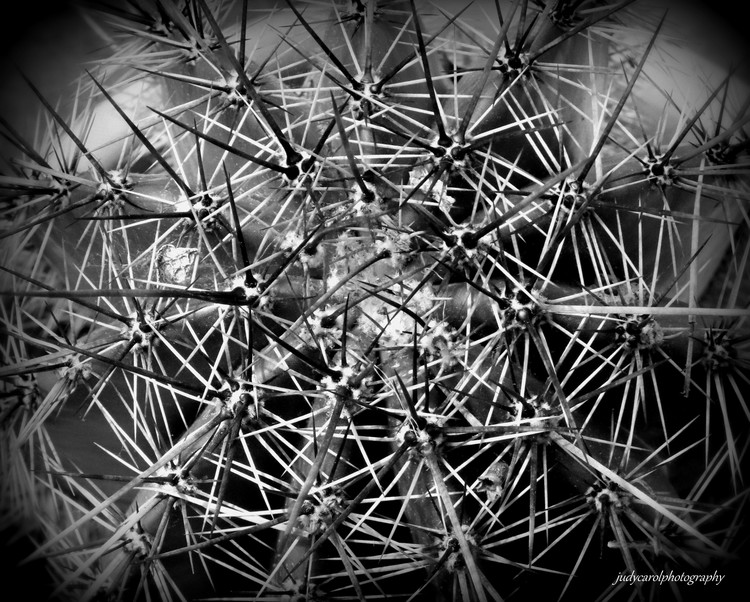 The eye of the catus br5533