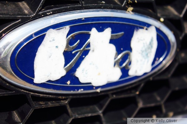 Cats on A Ford