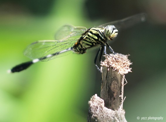 Backyard dragonfly