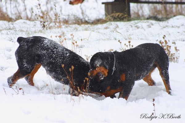 rottweilers in the snow