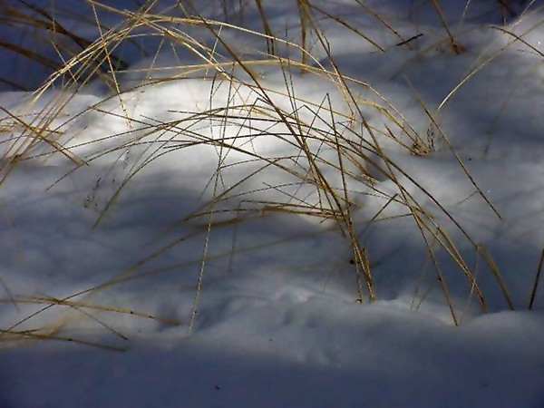 grass in snow