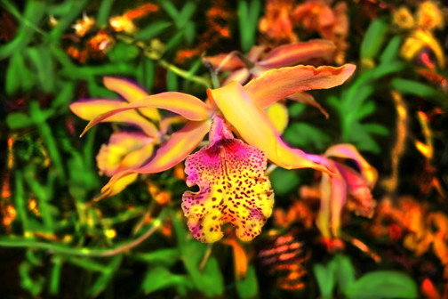 Orchid in the Wild Space