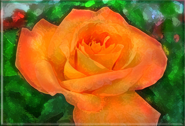 Dreamsicle  Watercolor Rose