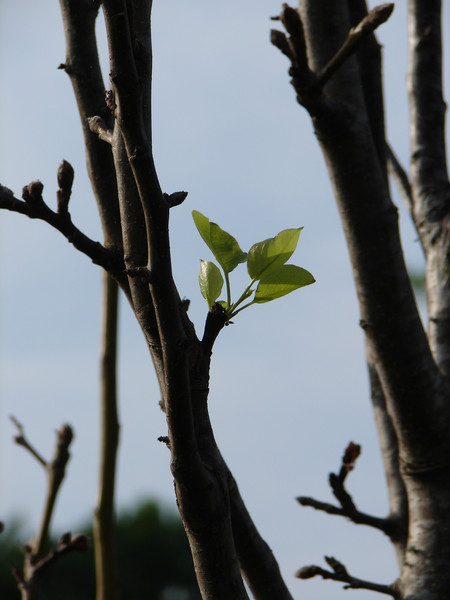 First Leaves