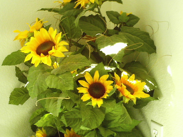 Sunflowers