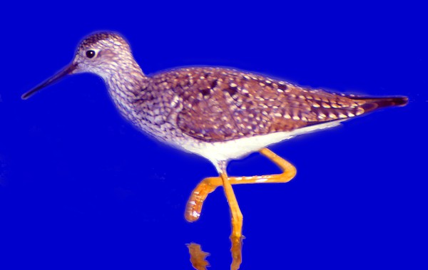 Yellowlegs