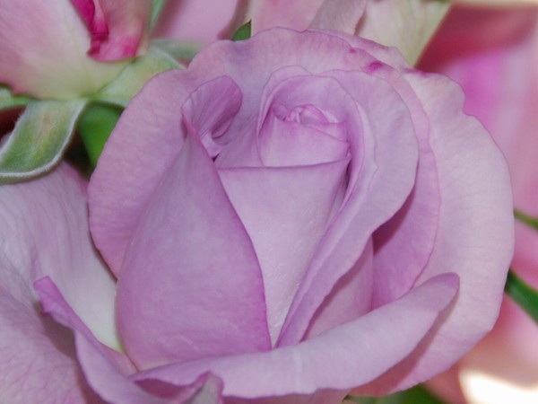 Purple Love Rose