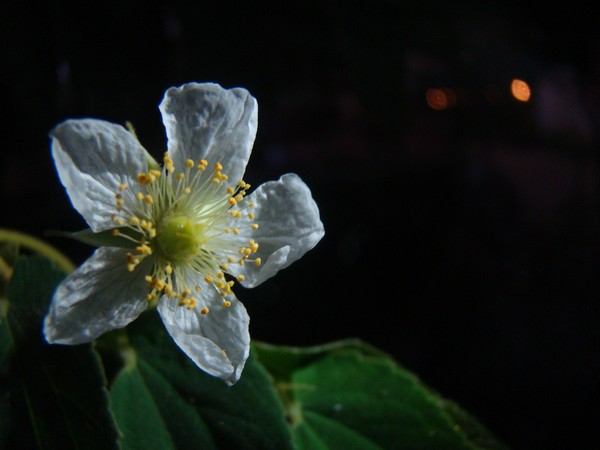 A high-lighted flower