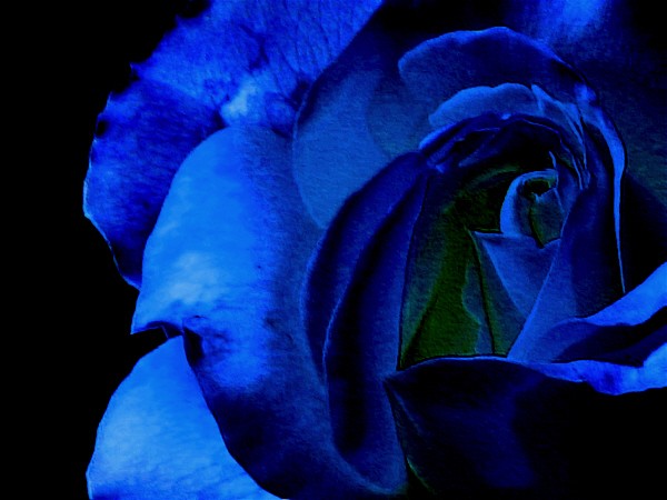Blue Rose Enhanced