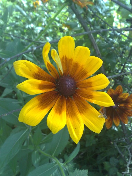 A Little Sun in the Shade