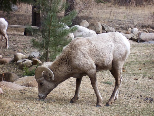 Big Horn Sheep in Estes Park, Colorado