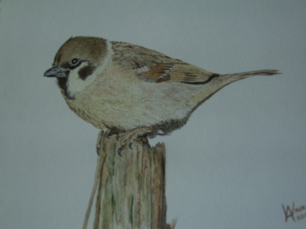 A simple Sparrow