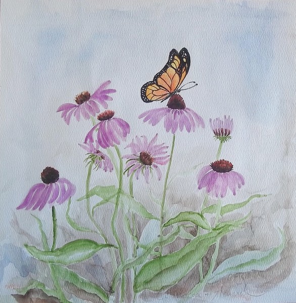 Echinacea and Monarch