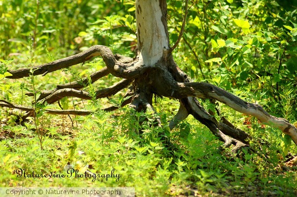 Cave Run Lake Tree Root