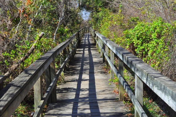 Bridge Into the Swamp