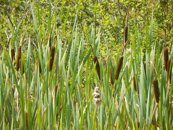 cat tails