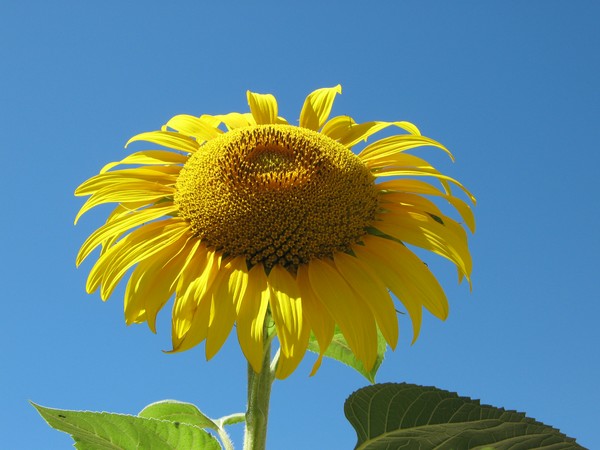 Sunflower bulging
