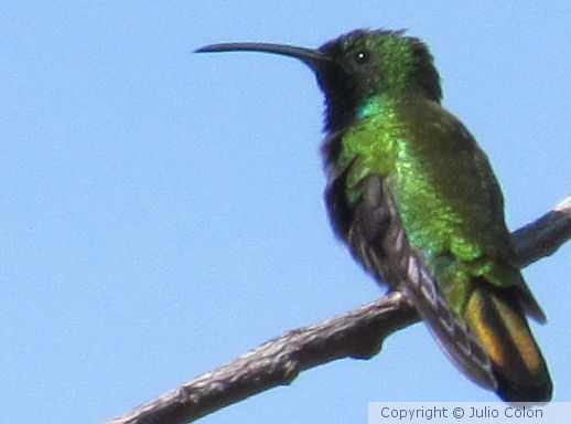 Hummingbird (Zumbador verde)