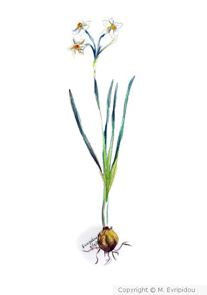 Nartissus tazetta flower