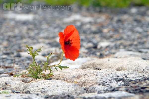 papaver in pavement